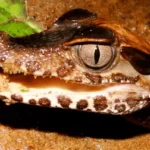 Tour Atardecer & búsqueda de capibaras y caimanes