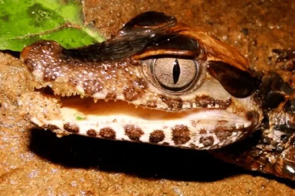 Tour Atardecer & búsqueda de capibaras y caimanes