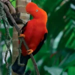 Tour Parque Nacional Manu 7 Dias