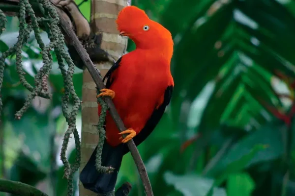 Tour Parque Nacional Manu 7 Dias