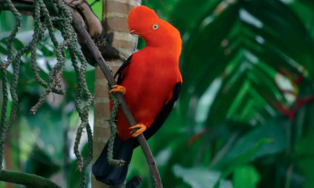 Parque Nacional del Manu 7D/6N