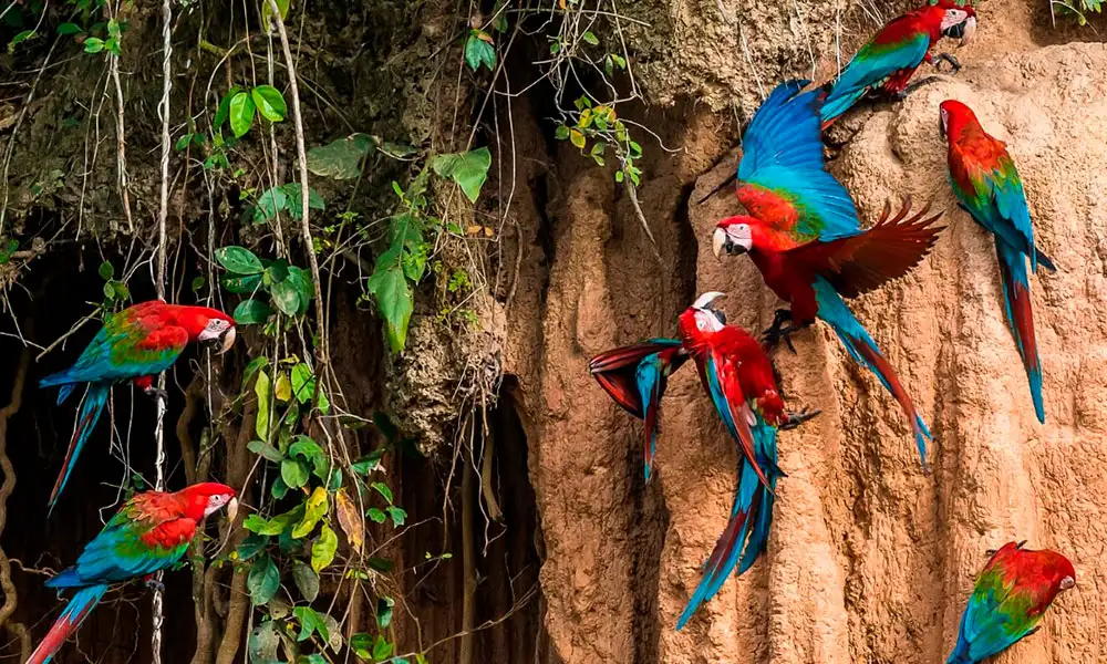 Tour Parque Nacional del Manu 3D/2N