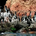 Tours Islas Ballestas Paracas