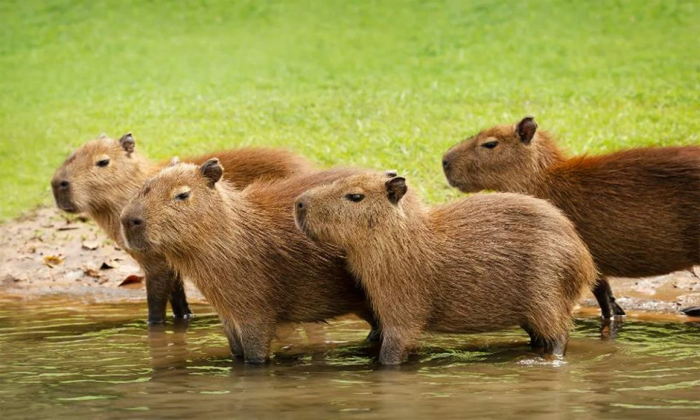 Ruta Silvestre: Capibaras y Atardecer Amazónico