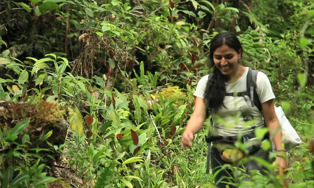 Bosque de Palmeras de Taulía