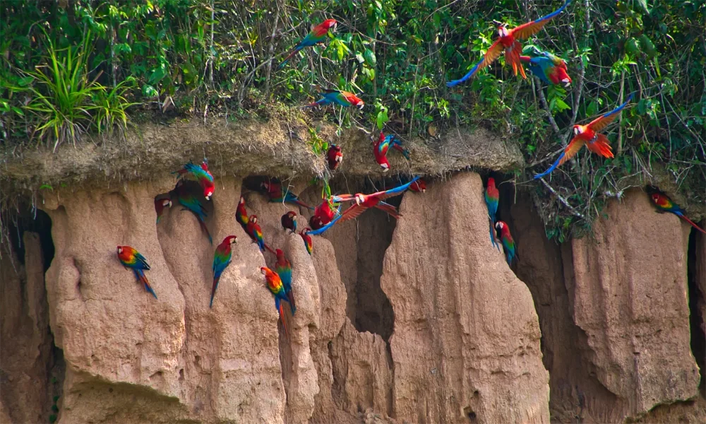 Tambopata National Reserve & Chuncho Clay Clay 4D/3N
