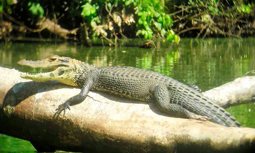 Manu National Park Tour 4D/3N