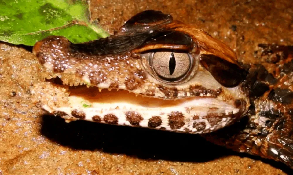 Sunset Tour & Capybara and Caiman Search