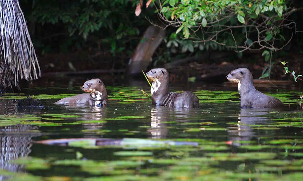 Manu National Park 5D/4N
