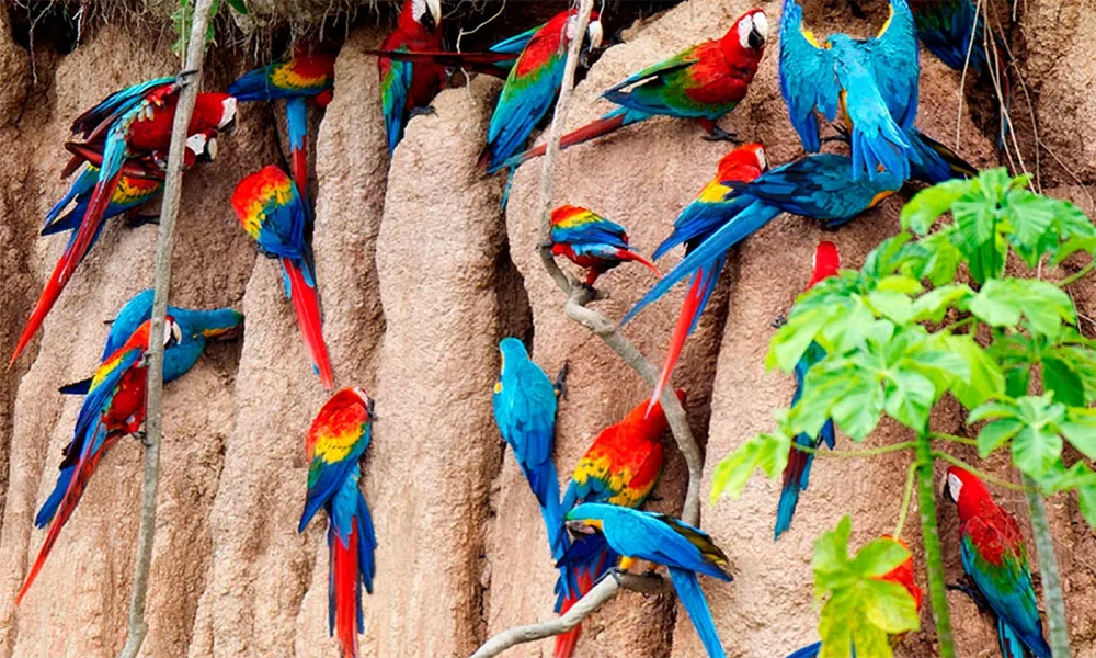 Reserva Nacional de Tambopata e Collpa Chuncho 4D/3N