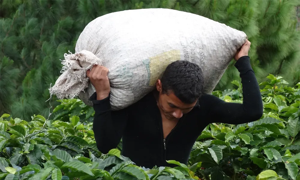 Evolução do café peruano