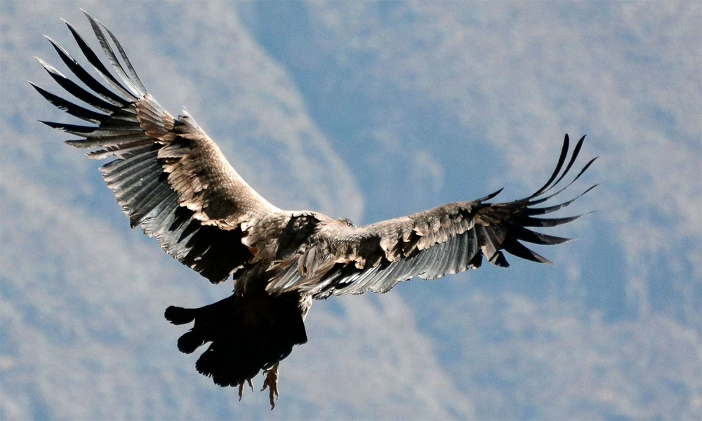 Colca Route | From Arequipa to the Condor Lookout | Full Day