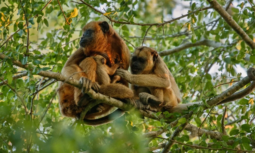 Passeio de caiaque e natureza na Ilha dos Macacos | Dia inteiro |