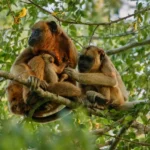 La música ritual que invoca lluvias en los pueblos altoandinos