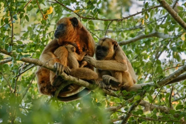 La música ritual que invoca lluvias en los pueblos altoandinos