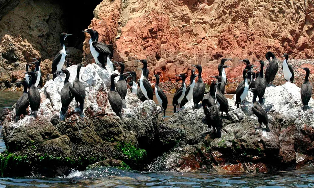 Passeios Ilhas Ballestas Paracas