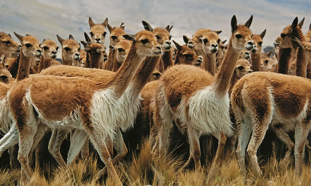 Acessibilidade e Altitude para Turistas Brasileiros no Peru