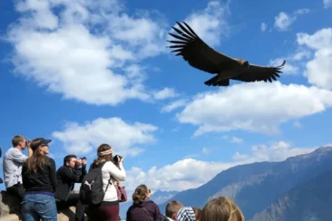 Tour Cañón del Colca Full Day | Arequipa – Chivay – Cruz del Cóndor
