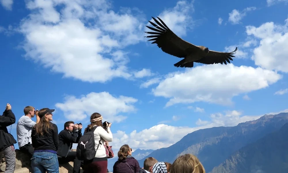 Tour Cañón del Colca Full Day | Arequipa – Chivay – Cruz del Cóndor