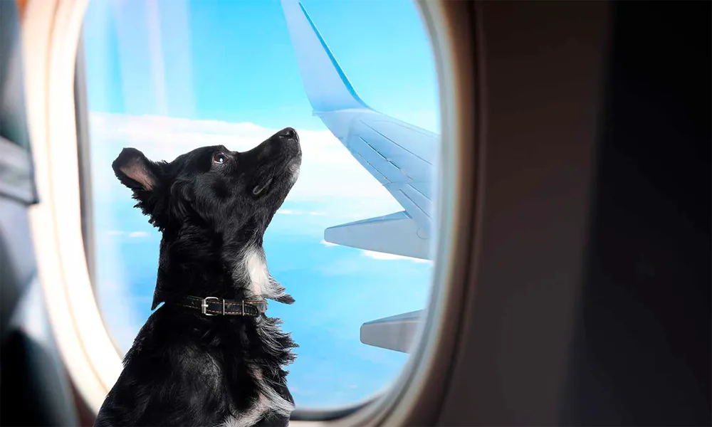 Melhores companhias aéreas para voar a Lima e Cusco 